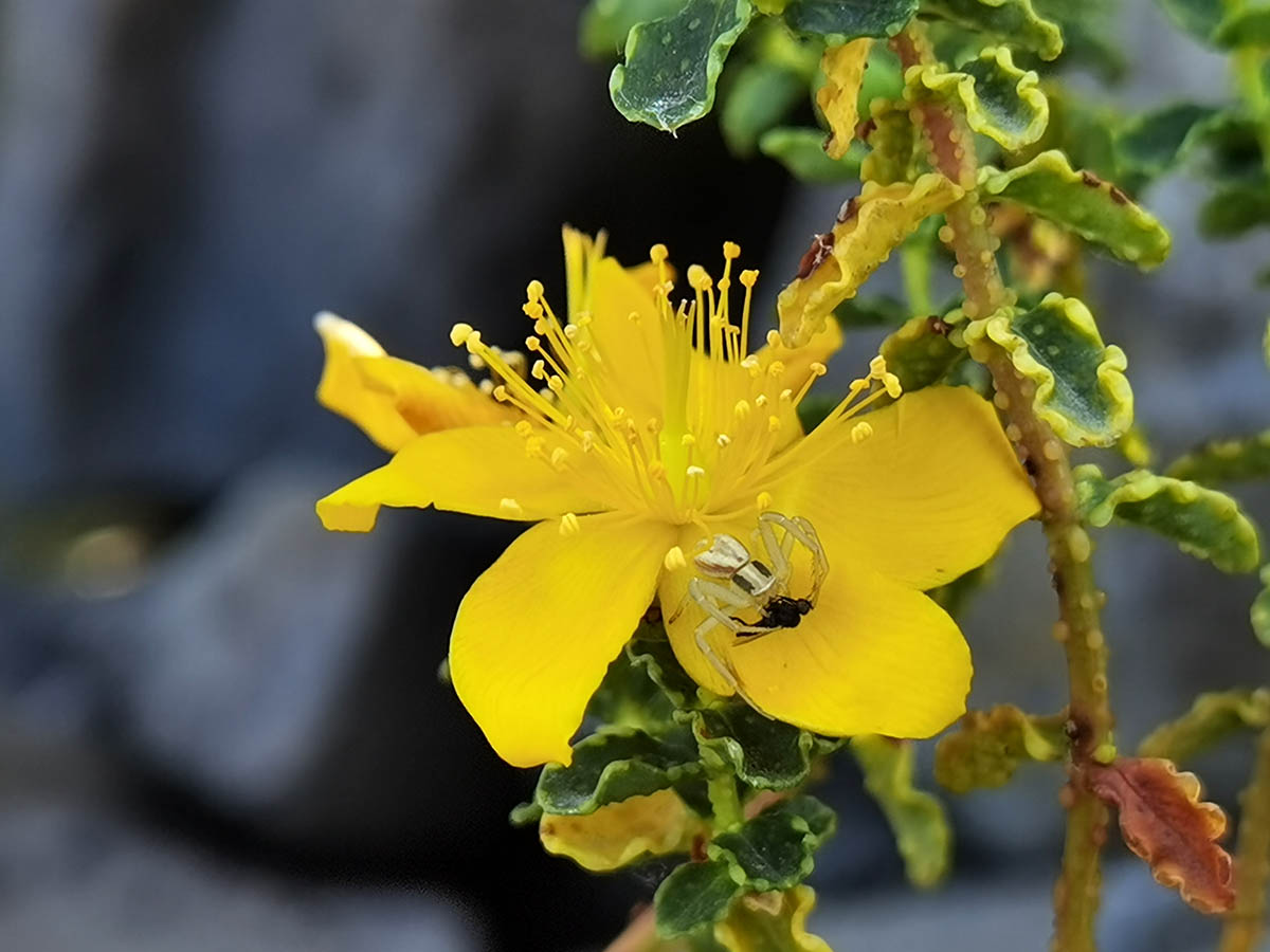 Hypericum balearicum photo